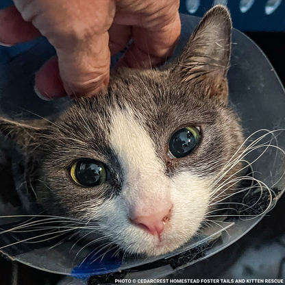 Help Emma Heal After Losing Kittens & Battle Severe Infection