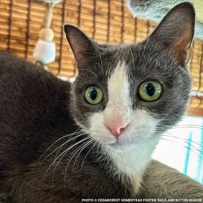 Help Emma Heal After Losing Kittens & Battle Severe Infection