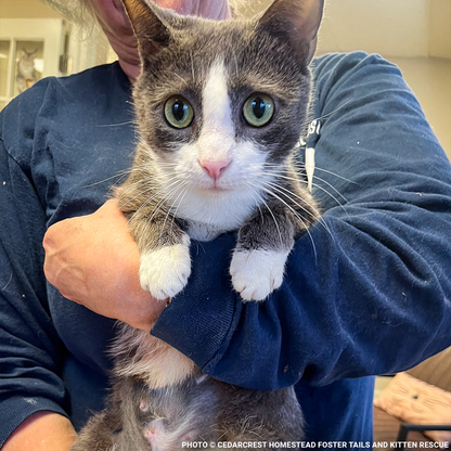 Help Emma Heal After Losing Kittens & Battle Severe Infection