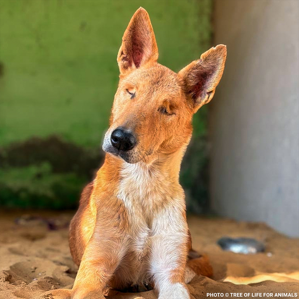 Support Faith’s Recovery After a Brutal Attack