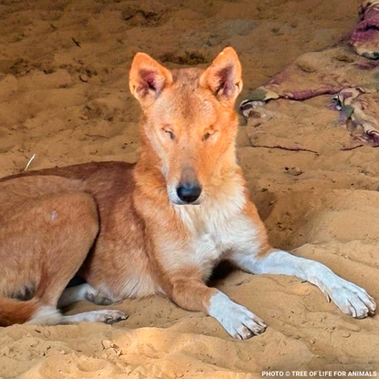 Support Faith’s Recovery After a Brutal Attack