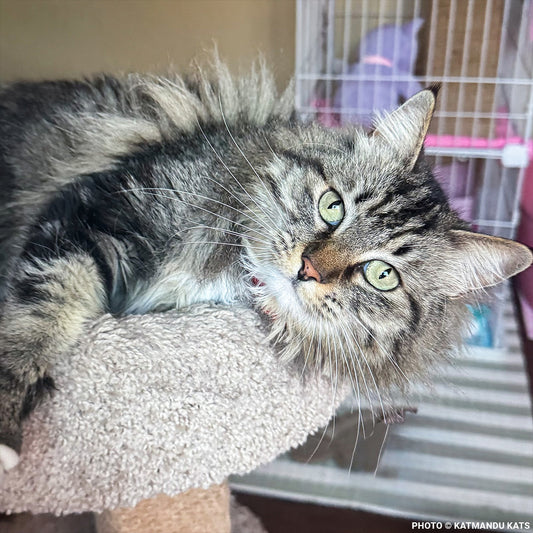 Fatima's Severe Leg Wound Needs Urgent Care