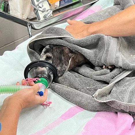 Urgent: Provide Emergency Medical Care to Pets Injured by Deadly Wildfires