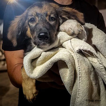 Urgent: Provide Emergency Medical Care to Pets Injured by Deadly Wildfires