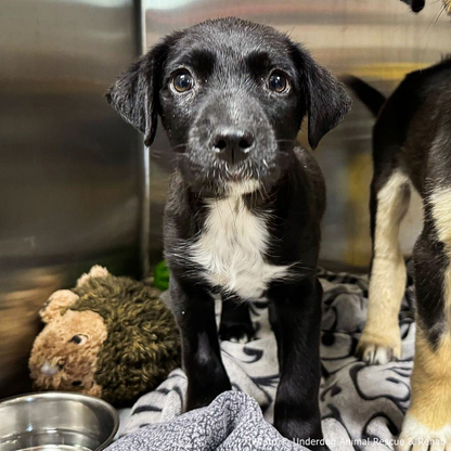 Funded: Sick Puppies Abandoned at Gas Station Need Your Help to Heal