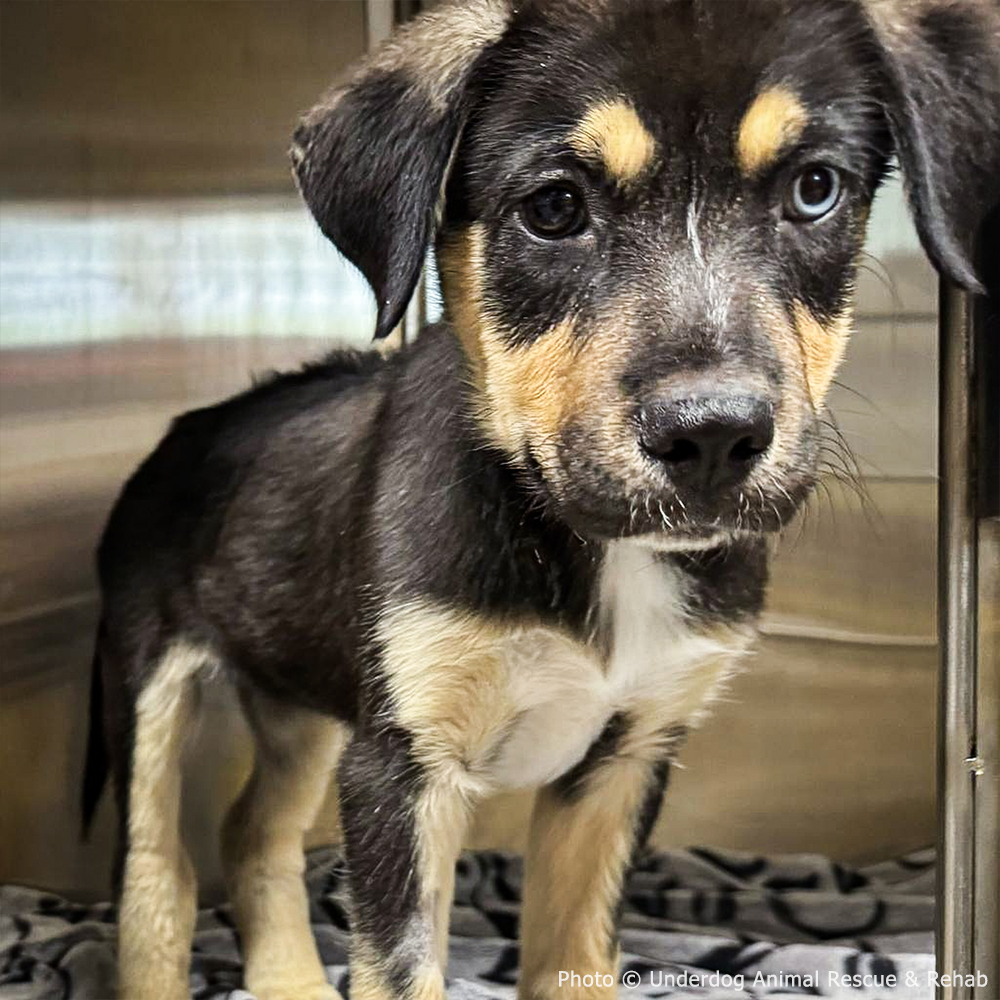 Funded: Sick Puppies Abandoned at Gas Station Need Your Help to Heal