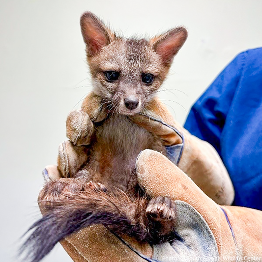 Orphaned Gray Fox Kits Need Your Support