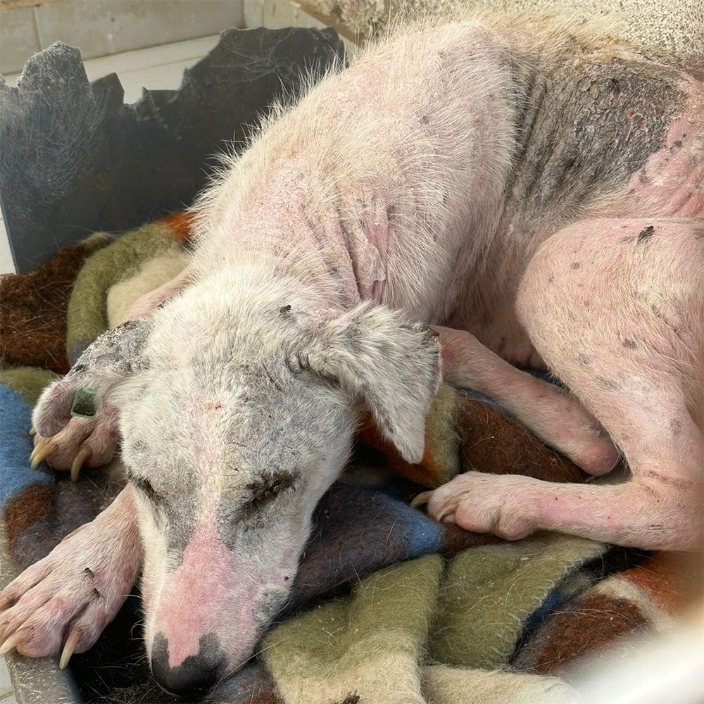 Funded: Help Ghost Recover From Painful Skin Infection