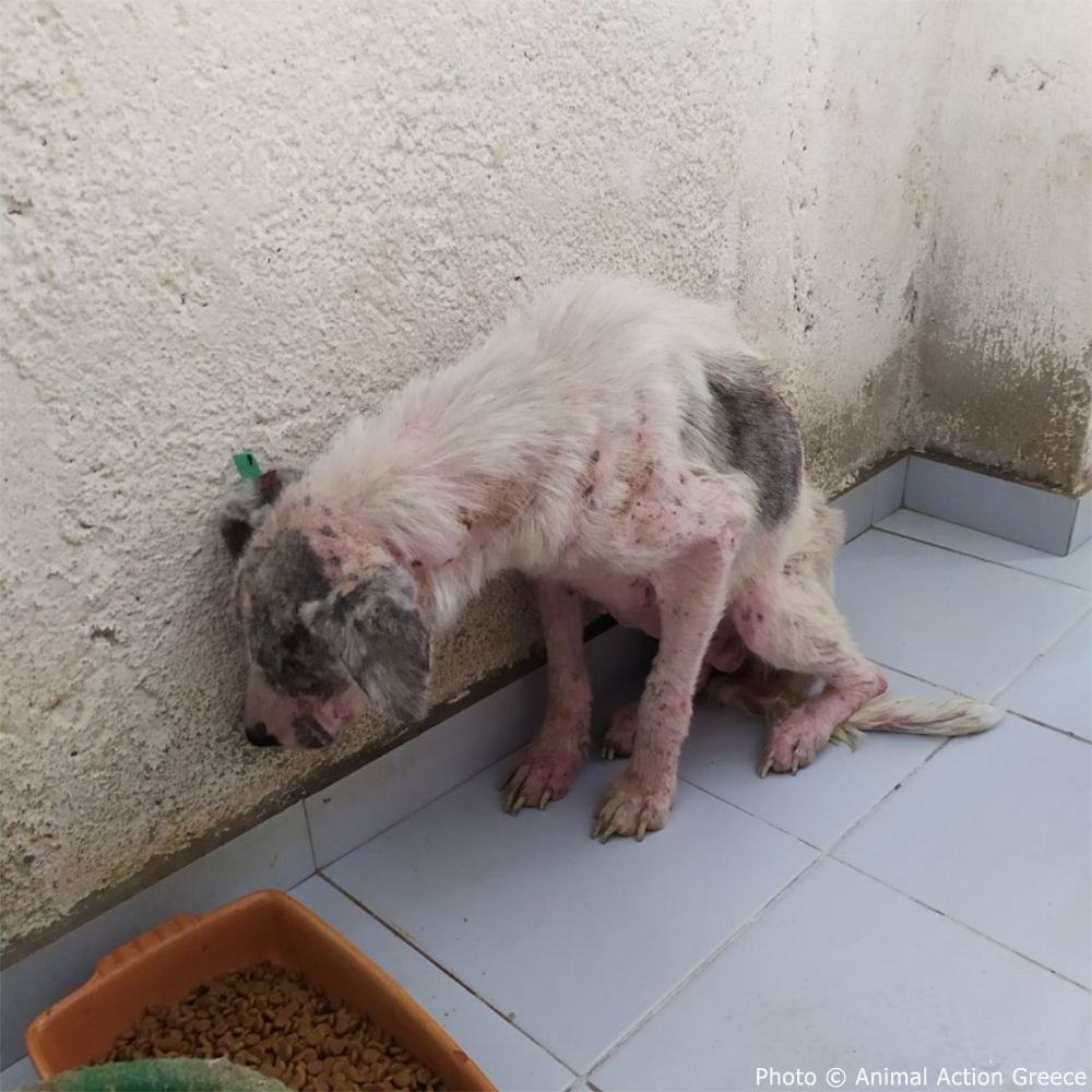 Funded: Help Ghost Recover From Painful Skin Infection