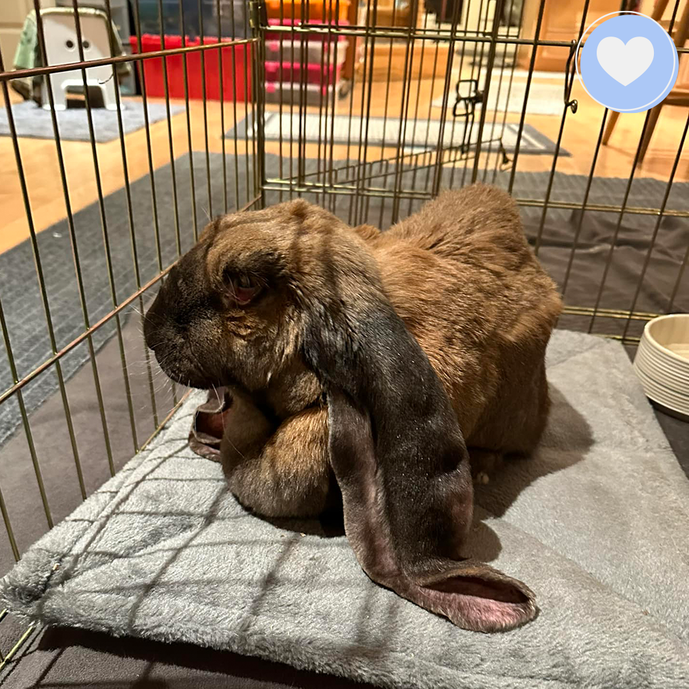 Funded: Help Gigi the Rabbit Heal