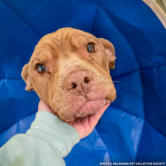 Save Glory Before Her Heart Gives Out to Heartworms and Heart Disease