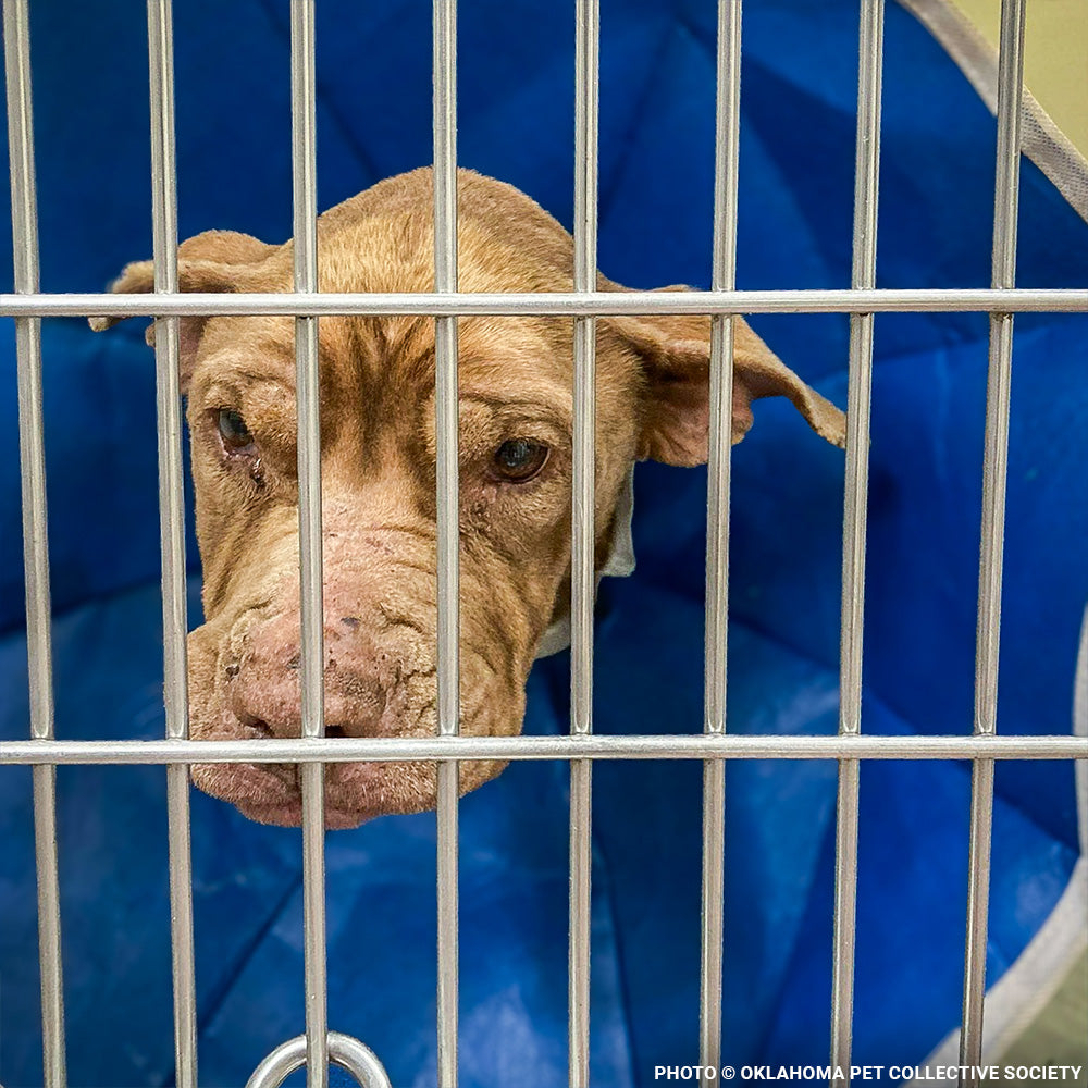 Save Glory Before Her Heart Gives Out to Heartworms and Heart Disease