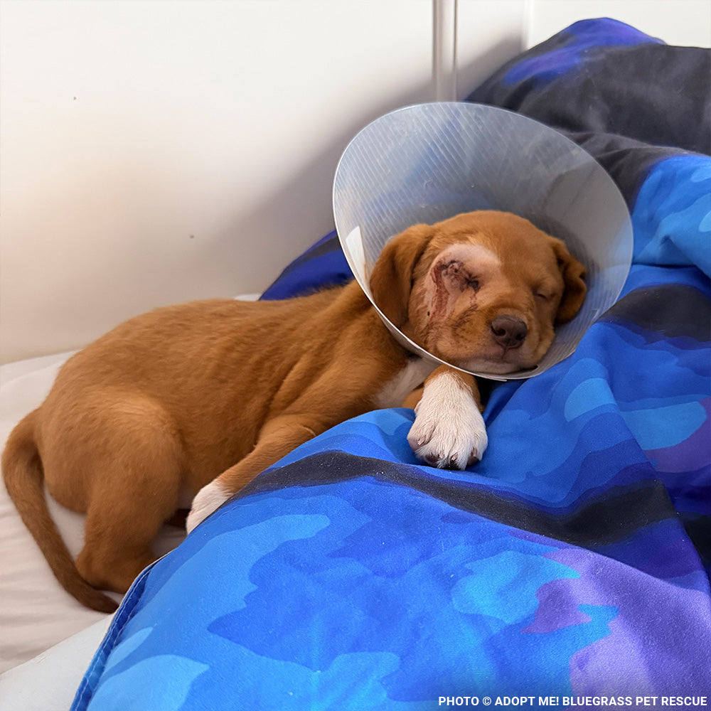 Grace Was Attacked by a Dog - Now She’s Fighting to Heal
