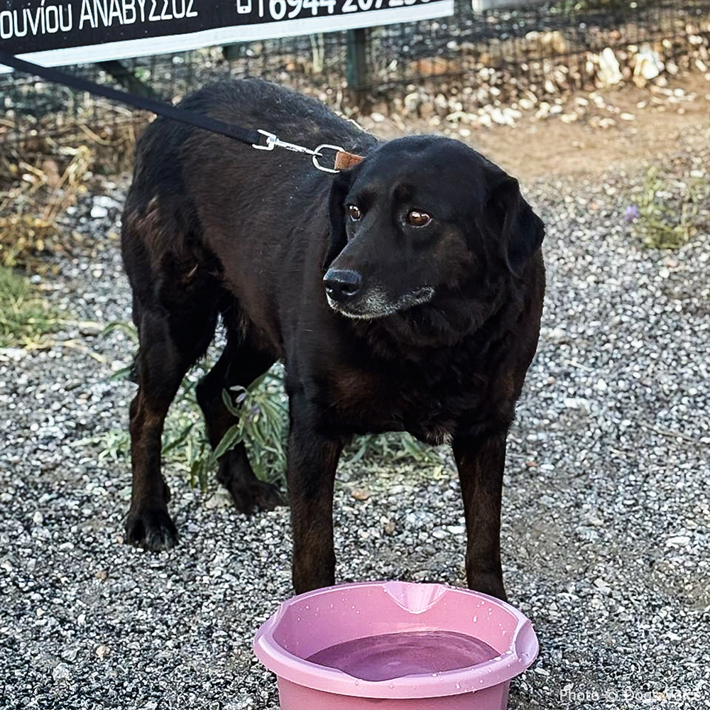 Send Urgent Aid to Families and Pets Impacted By Greece Wildfires