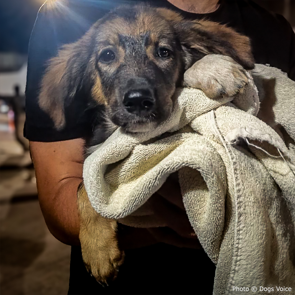 Send Urgent Aid to Families and Pets Impacted By Greece Wildfires