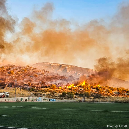 Send Urgent Aid to Families and Pets Impacted By Greece Wildfires
