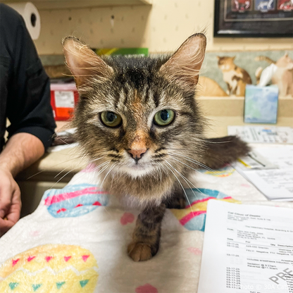 Funded: Cat Caught in Rusty Trap Needs Your Support to Walk Without Pain