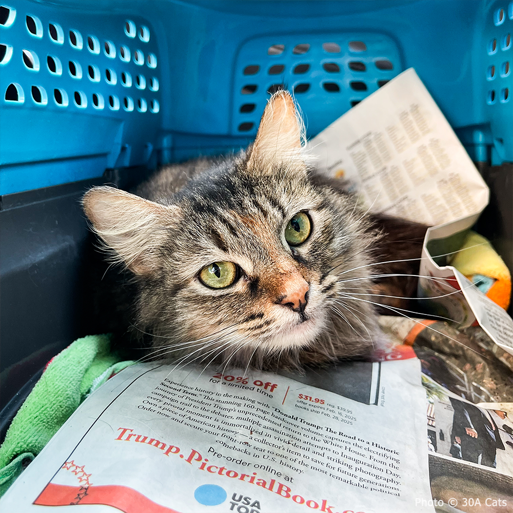 Funded: Cat Caught in Rusty Trap Needs Your Support to Walk Without Pain