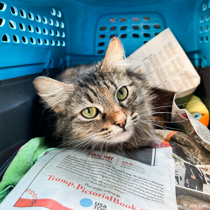 Funded: Cat Caught in Rusty Trap Needs Your Support to Walk Without Pain