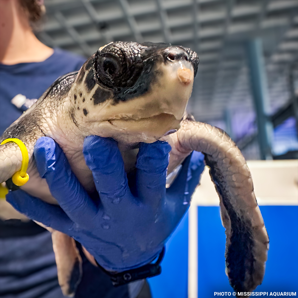 Federal Protections Gutted, Critically Endangered Species At Risk