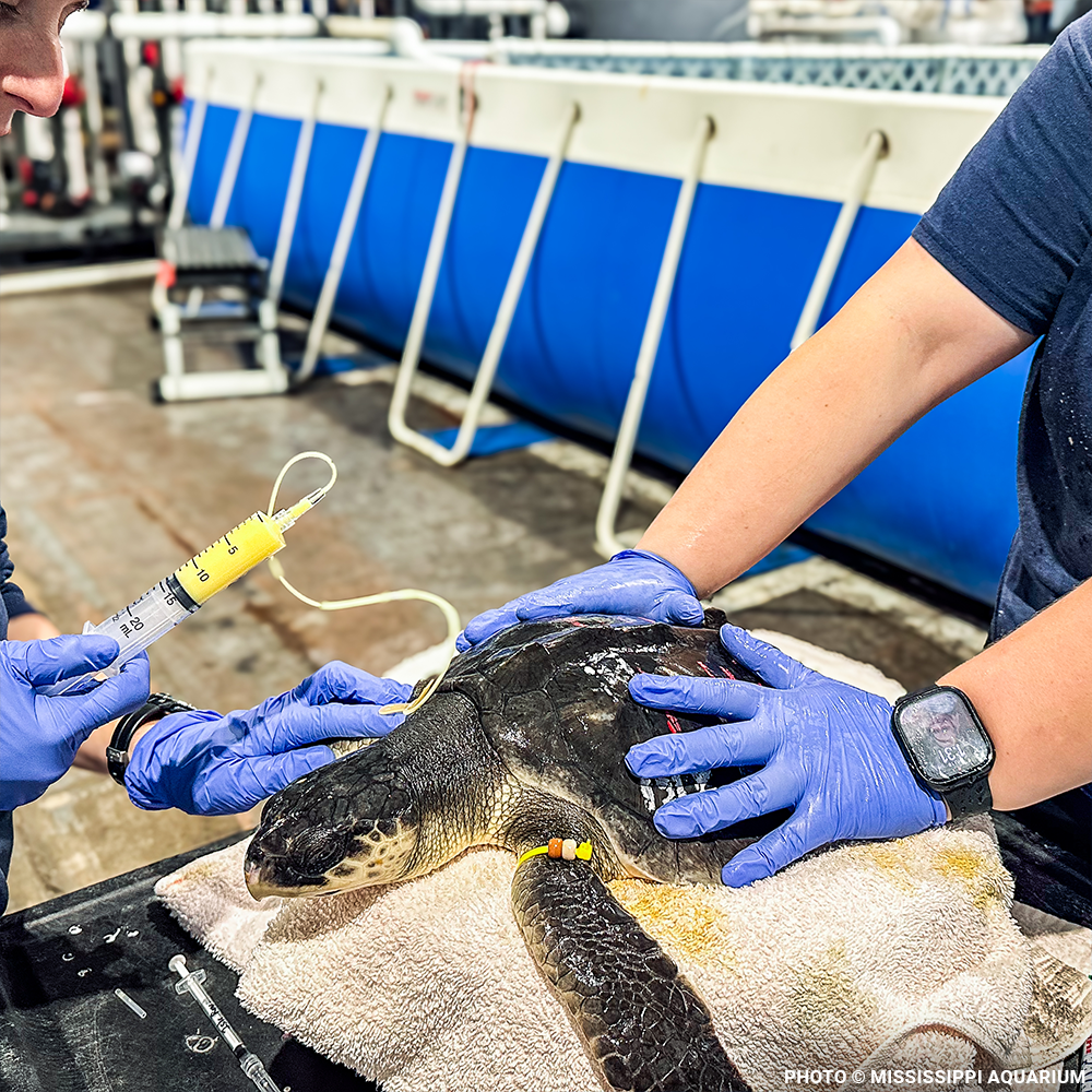 Federal Protections Gutted, Critically Endangered Species At Risk