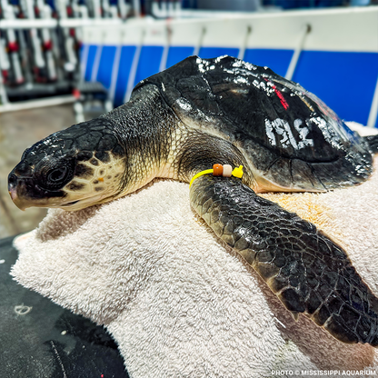 Federal Protections Gutted, Critically Endangered Species At Risk