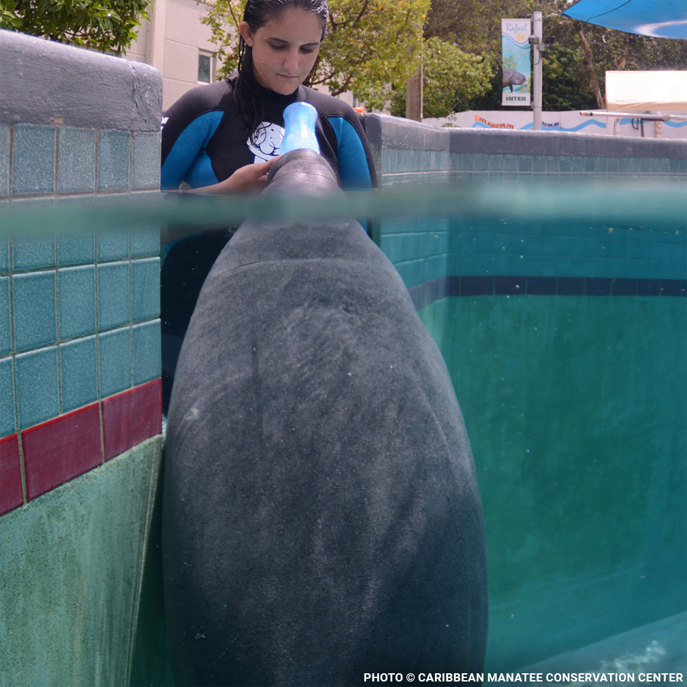 Federal Protections Gutted, Critically Endangered Species At Risk