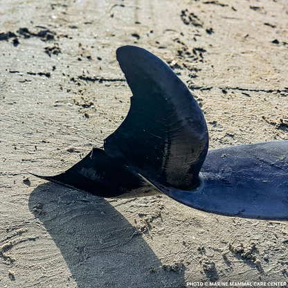 Federal Protections Gutted, Critically Endangered Species At Risk