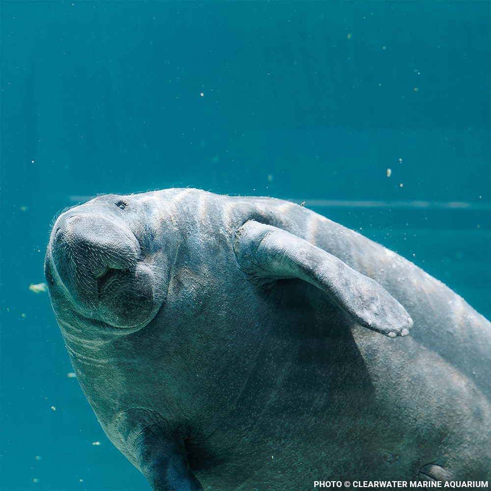 Federal Protections Gutted, Critically Endangered Species At Risk