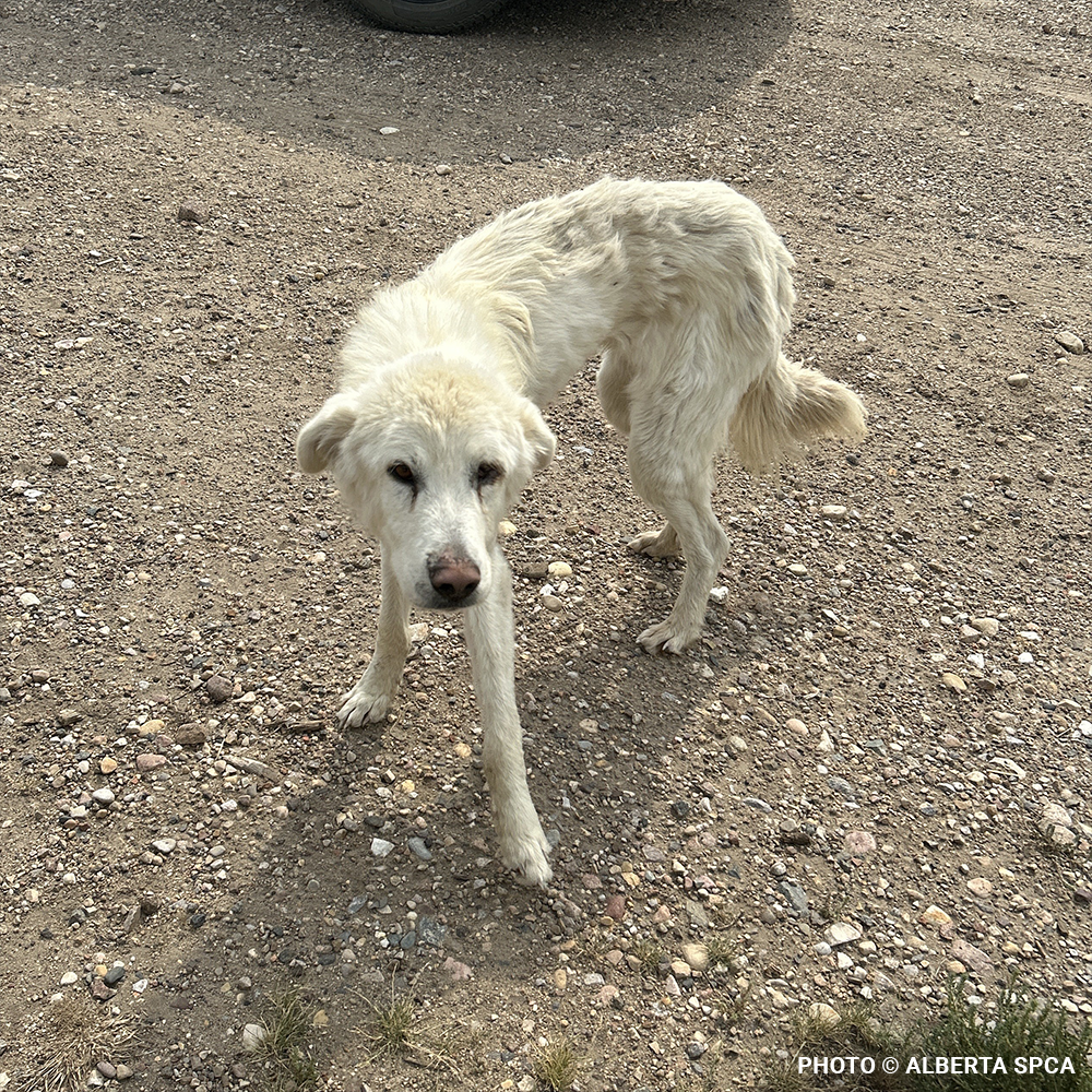 Starving Hardy with Severely Injured Eye Needs Critical Surgery