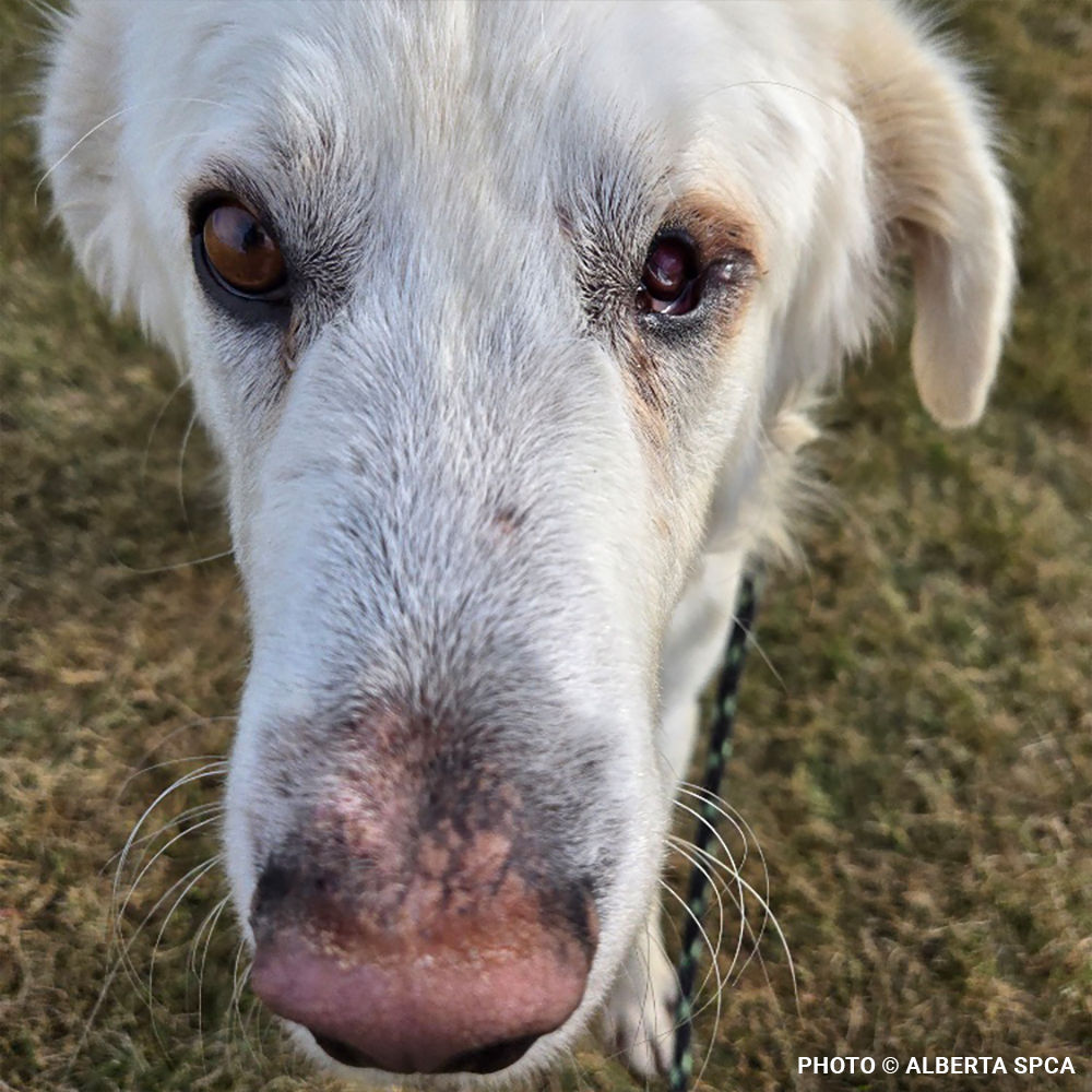 Starving Hardy with Severely Injured Eye Needs Critical Surgery