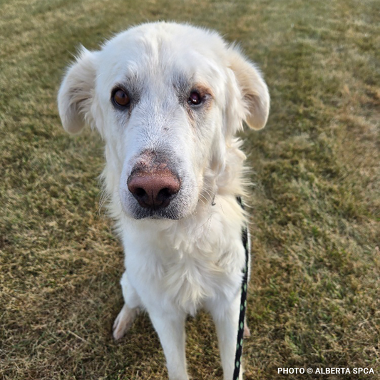 Starving Hardy with Severely Injured Eye Needs Critical Surgery