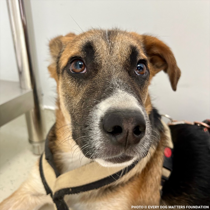 Harley Needs Knee Surgery to Walk Without Pain