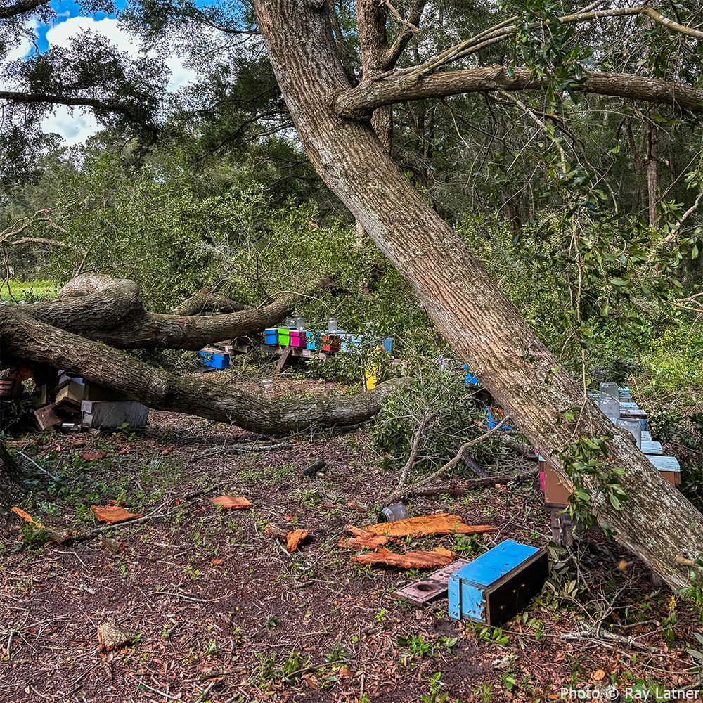 URGENT: Help Save Bees Affected by Hurricane Helene