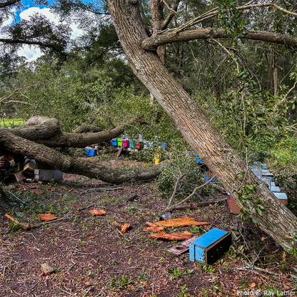 URGENT: Help Save Bees Affected by Hurricane Helene