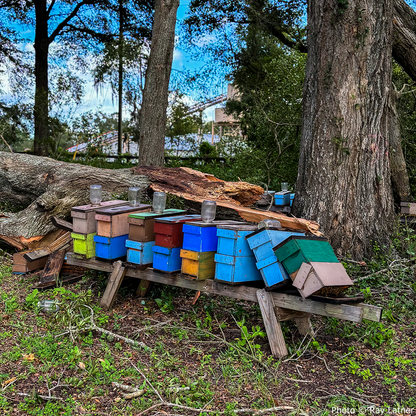 Hive Drive to Feed Starving Bees in the Southeast this Holiday Season