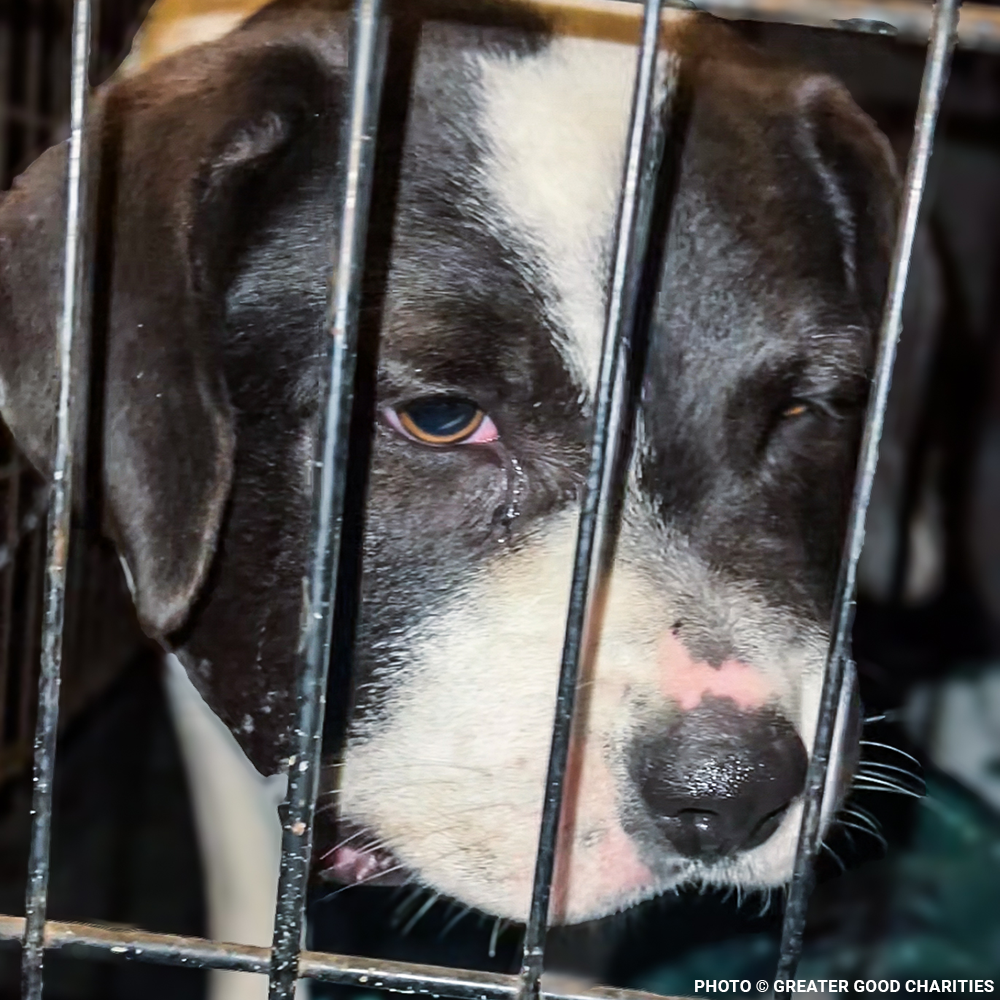 Embedded Collar Left Henry Injured and in Need of Treatment