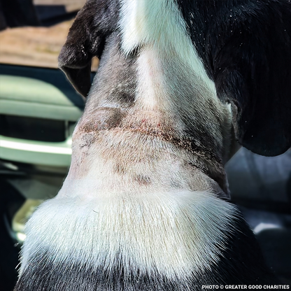 Embedded Collar Left Henry Injured and in Need of Treatment