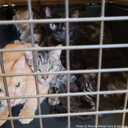 Funded: Help 20 Neglected Cats, Abandoned in Squalid House