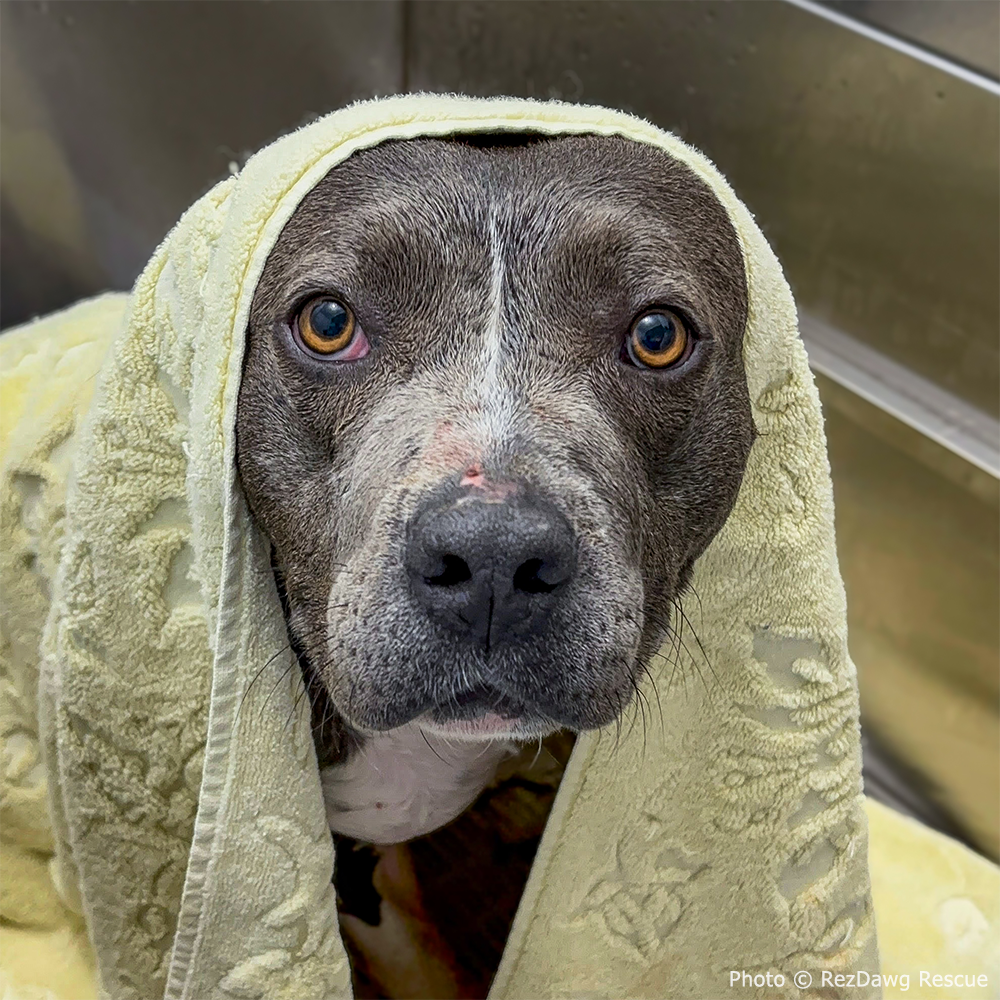 Funded: Help Suspected Bait Dog Covered in Severe Wounds Heal