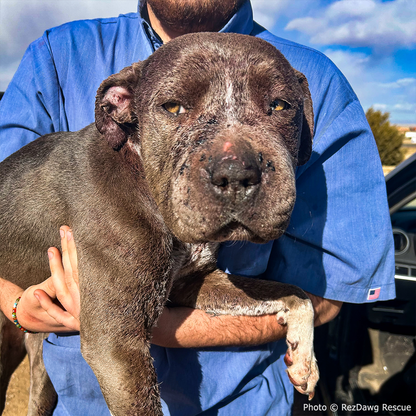 Funded: Help Suspected Bait Dog Covered in Severe Wounds Heal