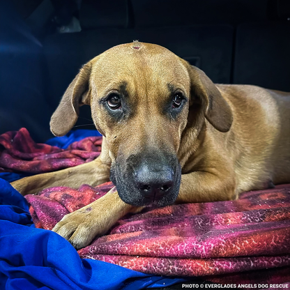 Pregnant Hope Was Struck by Car, Help Her Heal