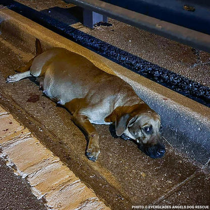 Pregnant Hope Was Struck by Car, Help Her Heal