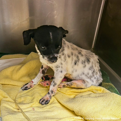 Funded: Dog Found Near Death After Being Hit by Car Needs Your Support to Heal