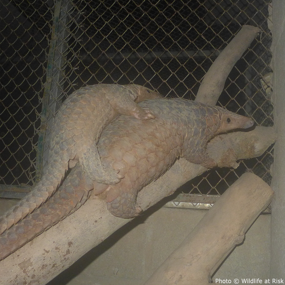 Project Peril: Protect the Pangolin from Extinction