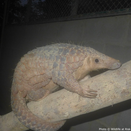 Protect the Pangolin from Extinction