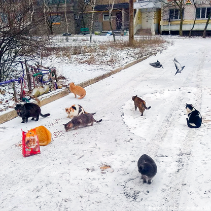 Crisis in Ukraine: Feed Starving and Abandoned Pets