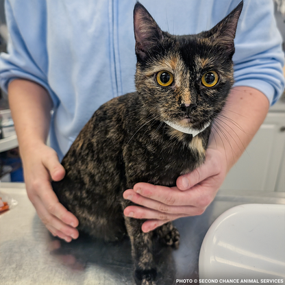 Mama Cat Indi Needs Surgery to Repair Broken Leg