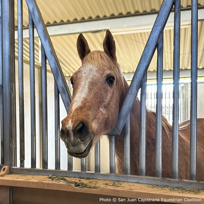 Help Feed and Care for Rescued Horses