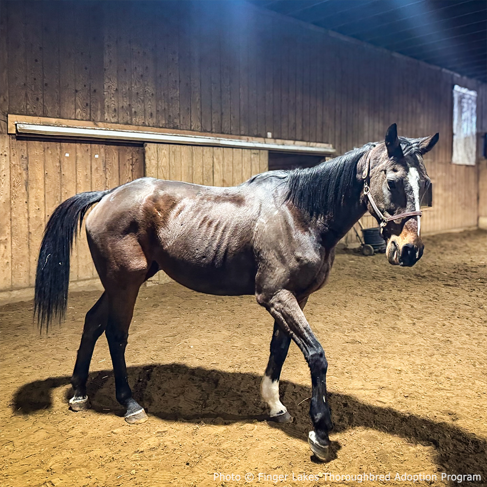 Help Feed and Care for Rescued Horses